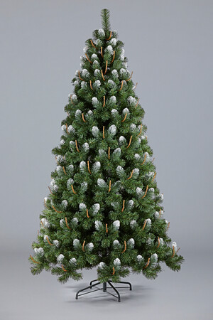 Ель Новогодняя (побеги, белые кончики)